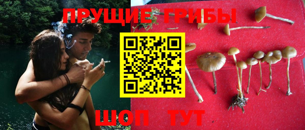 Татарск  Галлюциногенные грибы Psilocybe  Вход с VPN 